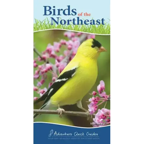Birds of the Northeast: Your Way to Easily Identify Backyard Birds