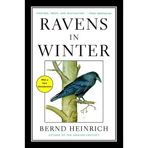 Ravens in Winter